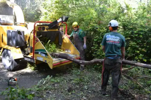 tree services Cheswold